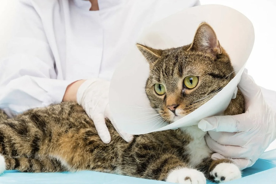 When Is a Cat’s Neutering Appropriate? A Complete Guide